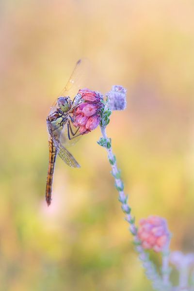Libelle in der Heidelandschaft von Moetwil en van Dijk - Fotografie
