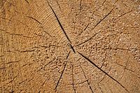 Annual rings of a fir tree