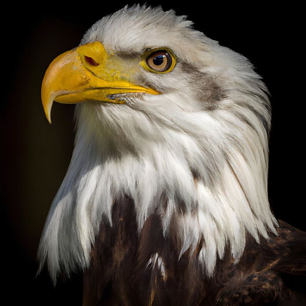 balbuzard par Jacco Hinke