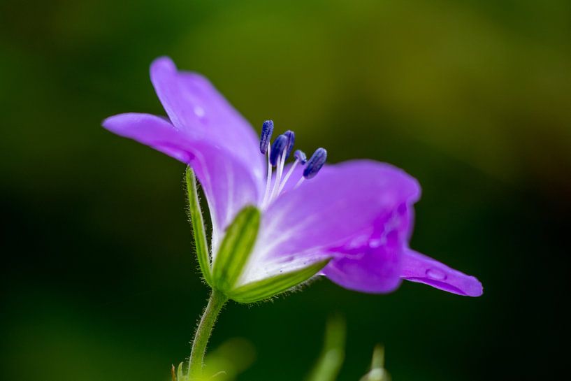 Sneaky pestle by Lianne van Dijk