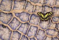 Schmetterling auf einer Seerose!