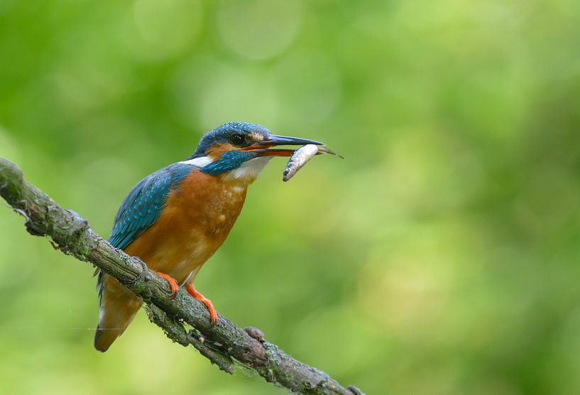 Eisvogel mit gefangenem Fisch von Remco Van Daalen