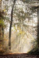 Chemin forestier en automne