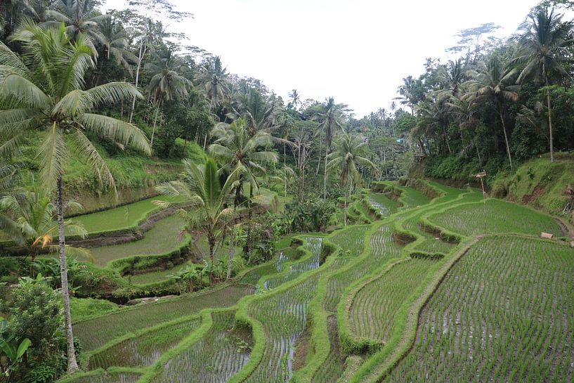 Verlaten rijstvelden von Kevin Kardux