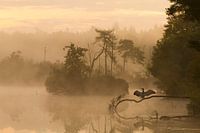Morgen während des Sonnenaufgangs ist etwa auf einem Kormoran auf einem Ast über dem See, um zu troc
