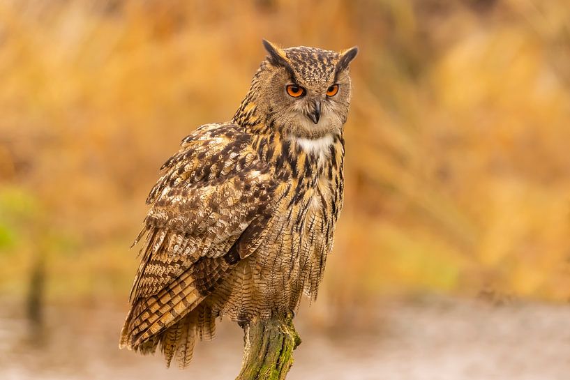 Eule, Bubo bubo von Gert Hilbink