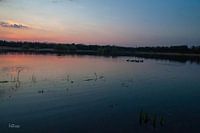 Gruppe von Entenküken bei Sonnenuntergang