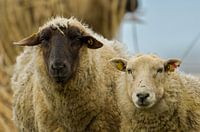 Moutons sur la terre ferme.