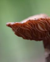 Mushroom closeup