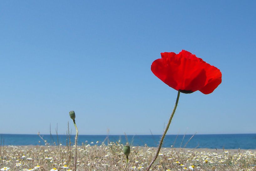 Klaproos aan Grieks strand by Rob IJsselstein