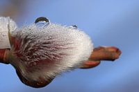 Cat kittens with dewdrops