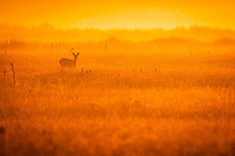Chevreuils dans les champs par Sam Mannaerts