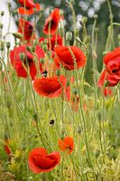 Poppies with bee