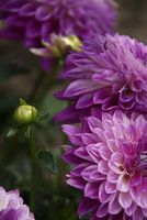 Purple Dahlias