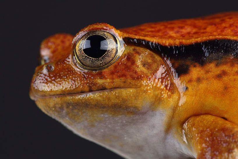 Tomaatkikker (Dyscophus antongilii) von Ronald Pol