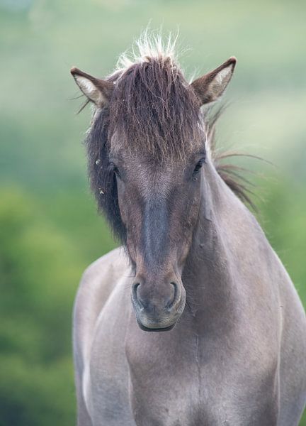 Horses by Harry Punter