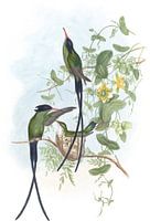 Schwarz gekapptes Kolibris, John Gould