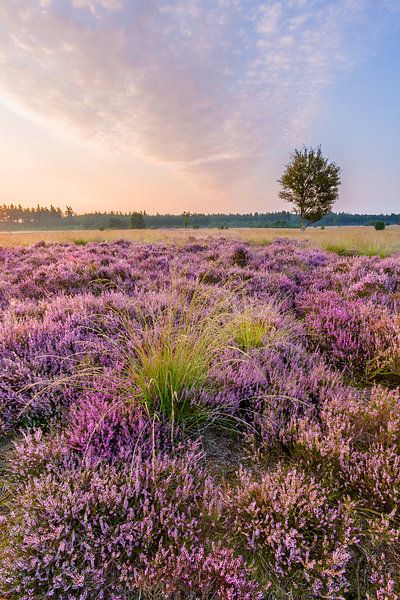 Bruyère en fleur sur le Hasselsvennen, Leende par Joep de Groot