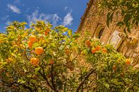 Un oranger à Malaga près de l'Alcazaba de Malaga