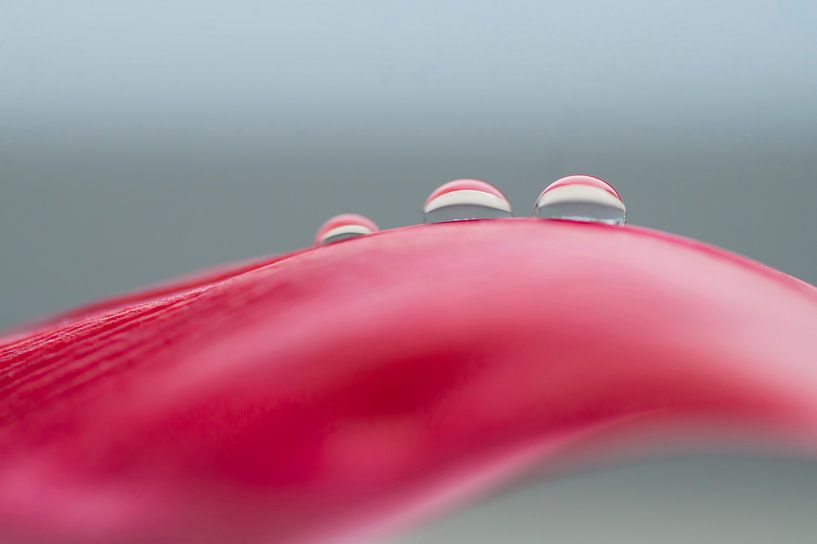Rouge ondulé (photo abstraite d'une feuille de tulipe rouge avec des gouttes) par Birgitte Bergman