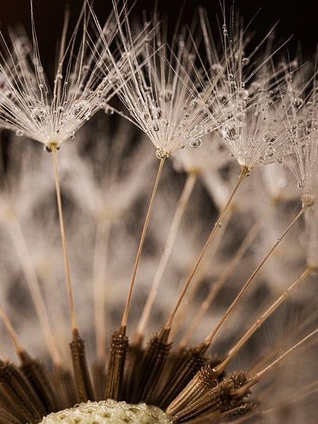 Ein kleines Stück Pusteblume mit Wassertröpfchen von Marjolijn van den Berg