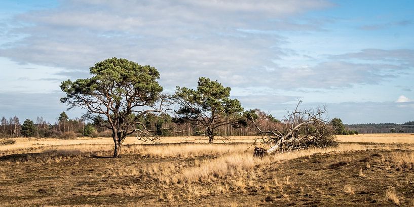 Einsame Bäume im Park De Hoge Veluwe von MICHEL WETTSTEIN