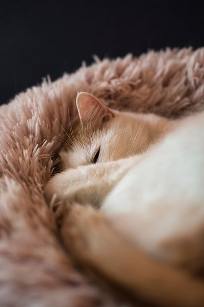 De beaux rêves. par Elbkind89