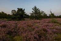 Heidekraut in voller Blüte