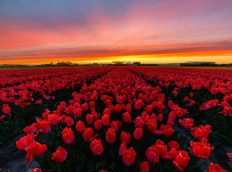 Tulipes rouges au coucher du soleil par Corné Ouwehand