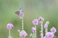 studded blue