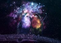 Galaxy Parrot Love Birds