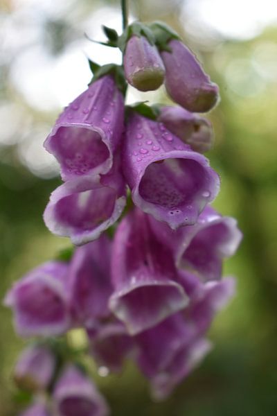 Purple Foxglove by Linda Slingerland