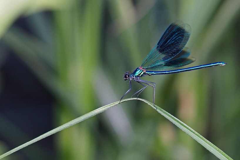 Weidebeekjuffer von Alex Davidse