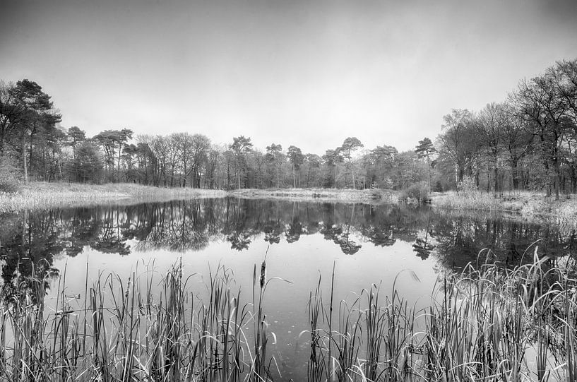 See hinter dem Schilfrohr von Mark Bolijn