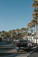 Palmen und Stadtleben