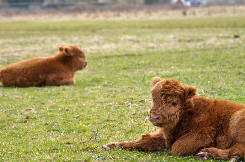 Zwei junge Kälber ruhen sich aus von Heleen de Silva