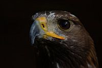 Close-up bird of prey