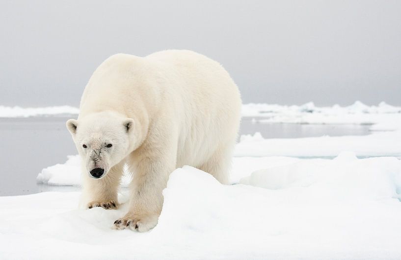Ijsbeer staand in de sneeuw op Spitsbergen van Caroline Piek