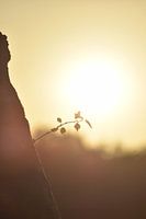 Der Kreislauf des Lebens