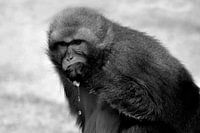 Barbary macaque and juice apple