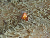 Amphiprion Ocellaris