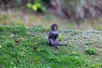 bébé singe des neiges
