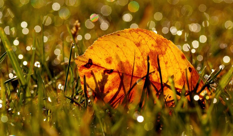 Autumn leaves among the sparkles of drops in the grass by Birgitte Bergman