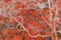 Abstrakte Strukturen im Herbst