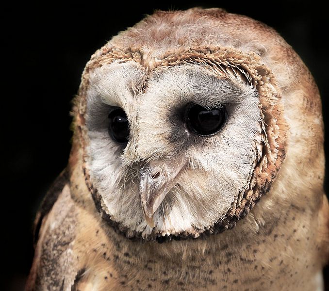 Barn owl by Loek Lobel