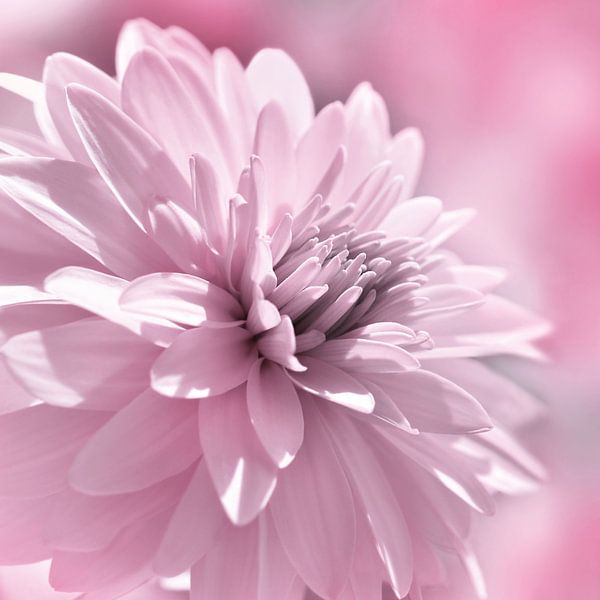 Dahlia by Violetta Honkisz