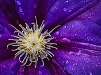 Profondeur en violet