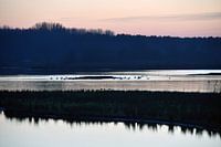 L'hiver dans le Braakman (6)