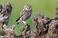 Little owl...