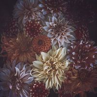 Autumn tones Dahlia collection
